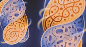 Synthetic Biology : Creating Life in the Lab!