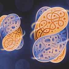 Synthetic Biology : Creating Life in the Lab!